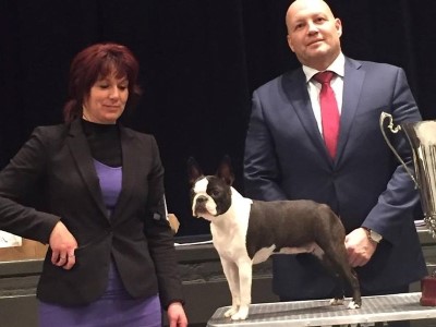 boston terrier club nederland